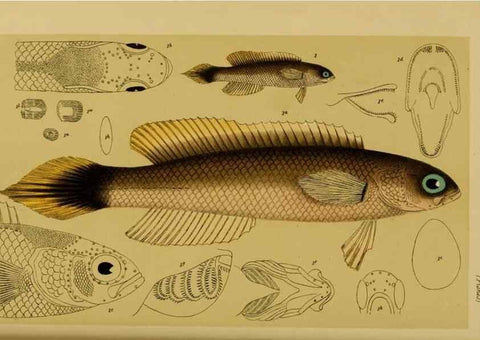 Reproducción/Reproduction 28928149744: Natural history of Victoria.. Melbourne,J.Ferres, government printer;1885-90.