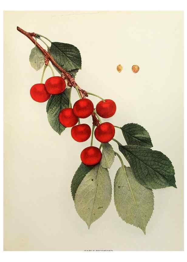 Reproducción/Reproduction 29801688166: The cherries of New York,. Albany,J. B. Lyon company, state printers,1915.