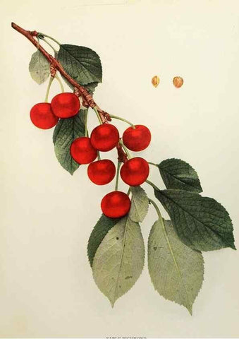 Reproducción/Reproduction 29801688166: The cherries of New York,. Albany,J. B. Lyon company, state printers,1915.