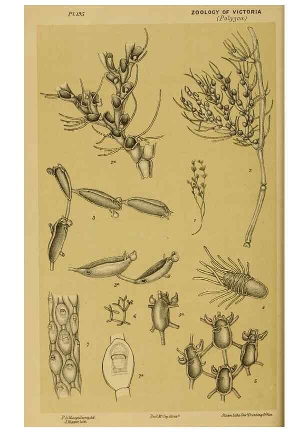 Reproducción/Reproduction 29263454600: Natural history of Victoria.. Melbourne,J.Ferres, government printer;1885-90.