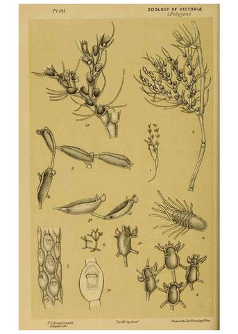 Reproducción/Reproduction 29263454600: Natural history of Victoria.. Melbourne,J.Ferres, government printer;1885-90.