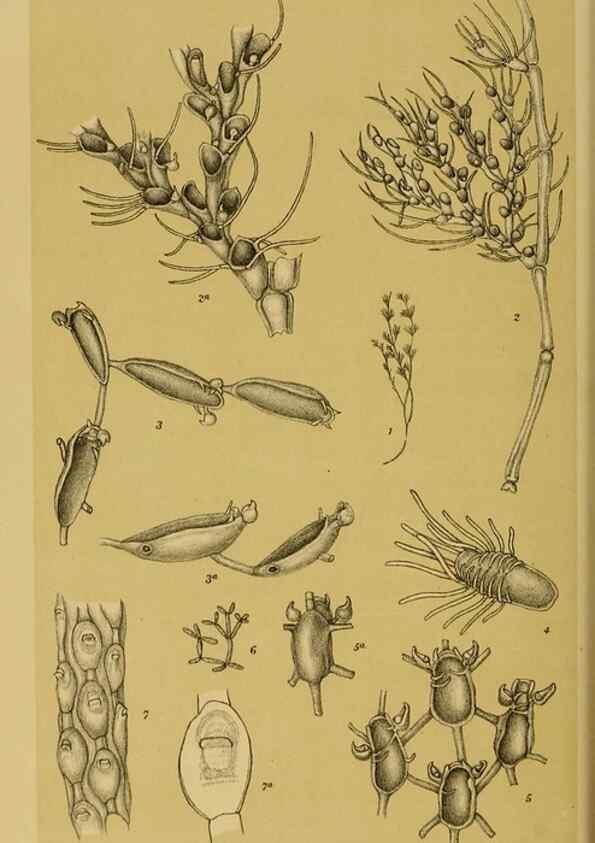 Reproducción/Reproduction 29263454600: Natural history of Victoria.. Melbourne,J.Ferres, government printer;1885-90.
