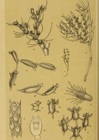 Reproducción/Reproduction 29263454600: Natural history of Victoria.. Melbourne,J.Ferres, government printer;1885-90.