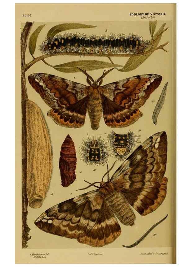 Reproducción/Reproduction 28930502643: Natural history of Victoria.. Melbourne,J.Ferres, government printer;1885-90.