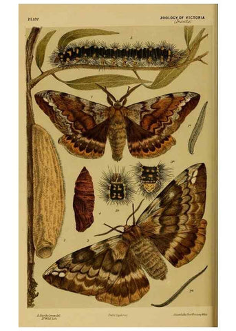 Reproducción/Reproduction 28930502643: Natural history of Victoria.. Melbourne,J.Ferres, government printer;1885-90.