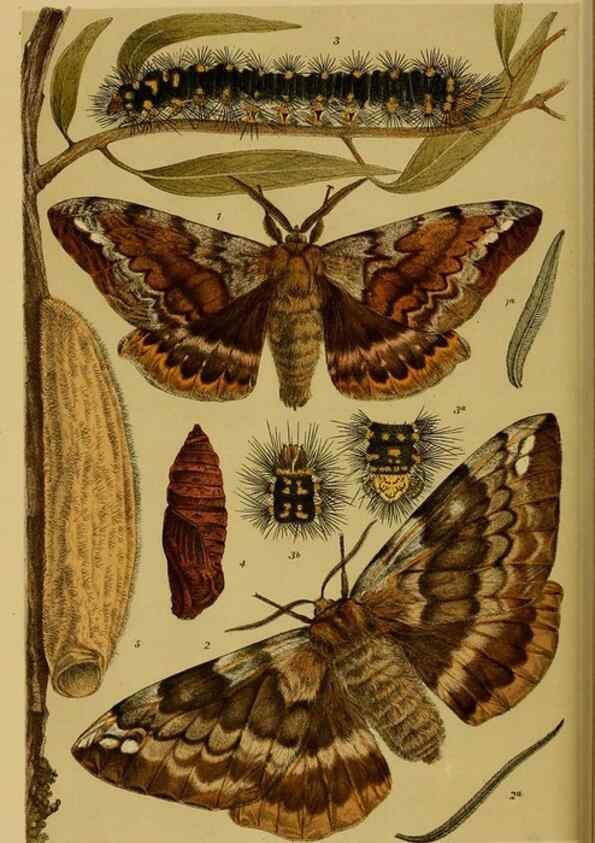 Reproducción/Reproduction 28930502643: Natural history of Victoria.. Melbourne,J.Ferres, government printer;1885-90.