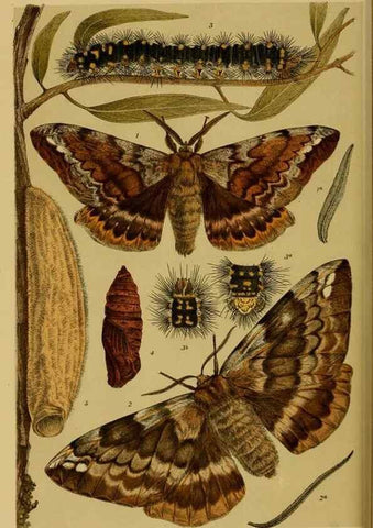 Reproducción/Reproduction 28930502643: Natural history of Victoria.. Melbourne,J.Ferres, government printer;1885-90.