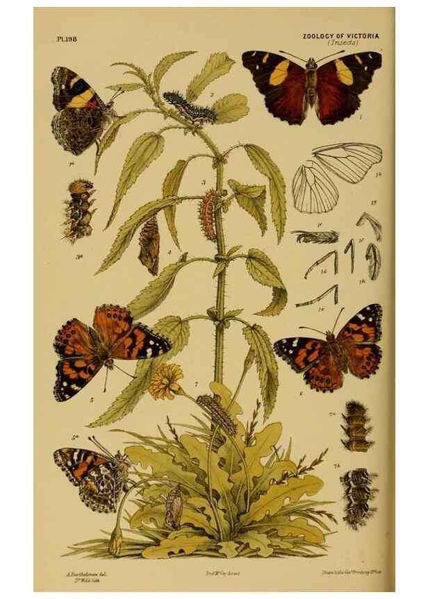 Reproducción/Reproduction 29443996962: Natural history of Victoria.. Melbourne,J.Ferres, government printer;1885-90.
