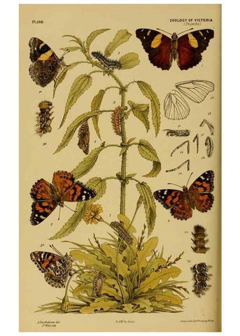 Reproducción/Reproduction 29443996962: Natural history of Victoria.. Melbourne,J.Ferres, government printer;1885-90.