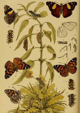 Reproducción/Reproduction 29443996962: Natural history of Victoria.. Melbourne,J.Ferres, government printer;1885-90.