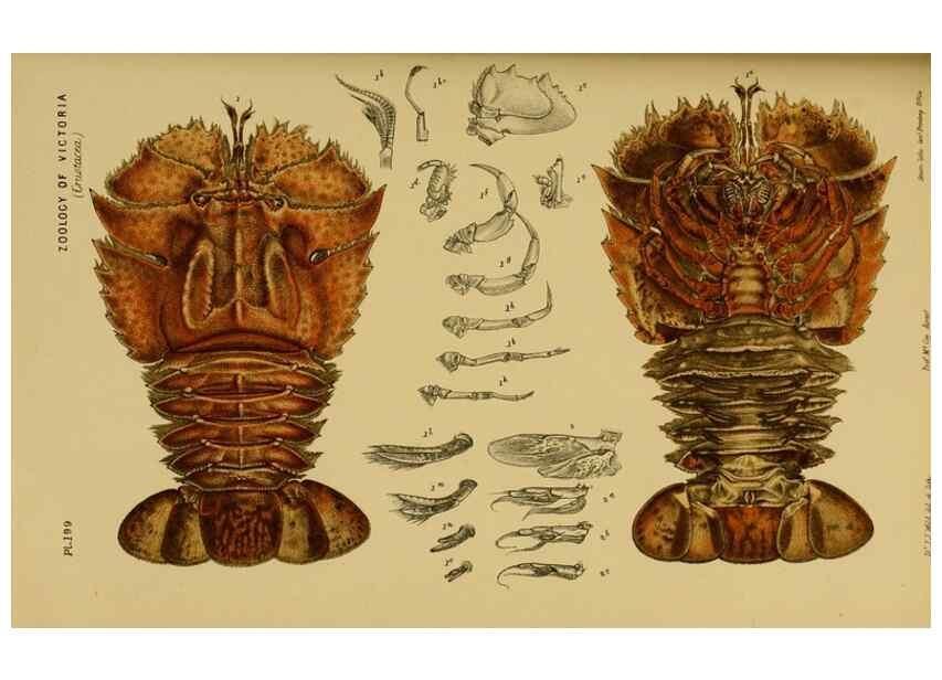 Reproducción/Reproduction 28930507793: Natural history of Victoria.. Melbourne,J.Ferres, government printer;1885-90.