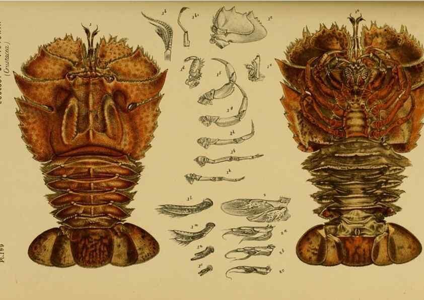 Reproducción/Reproduction 28930507793: Natural history of Victoria.. Melbourne,J.Ferres, government printer;1885-90.