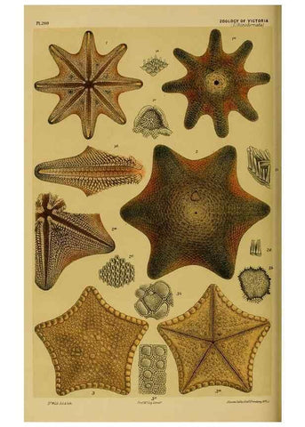 Reproducción/Reproduction 29444005802: Natural history of Victoria.. Melbourne,J.Ferres, government printer;1885-90.