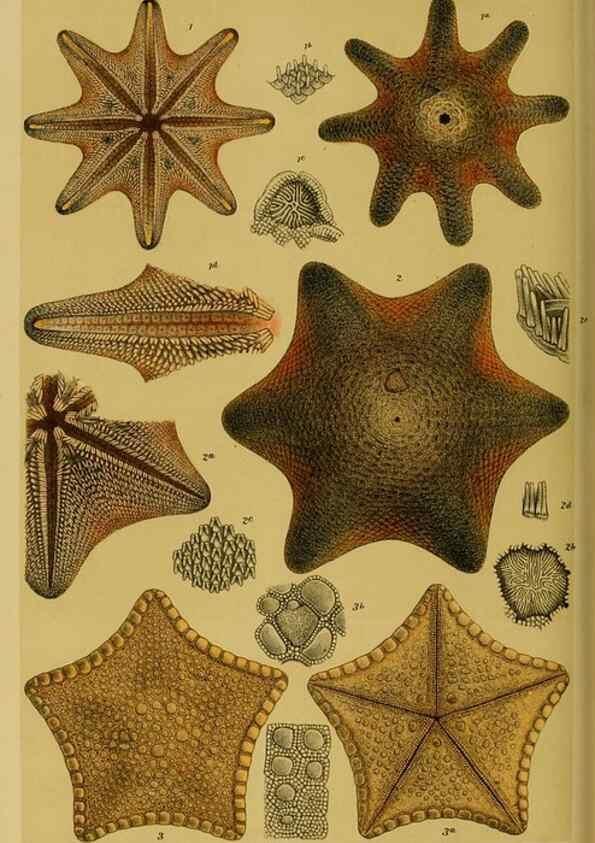 Reproducción/Reproduction 29444005802: Natural history of Victoria.. Melbourne,J.Ferres, government printer;1885-90.