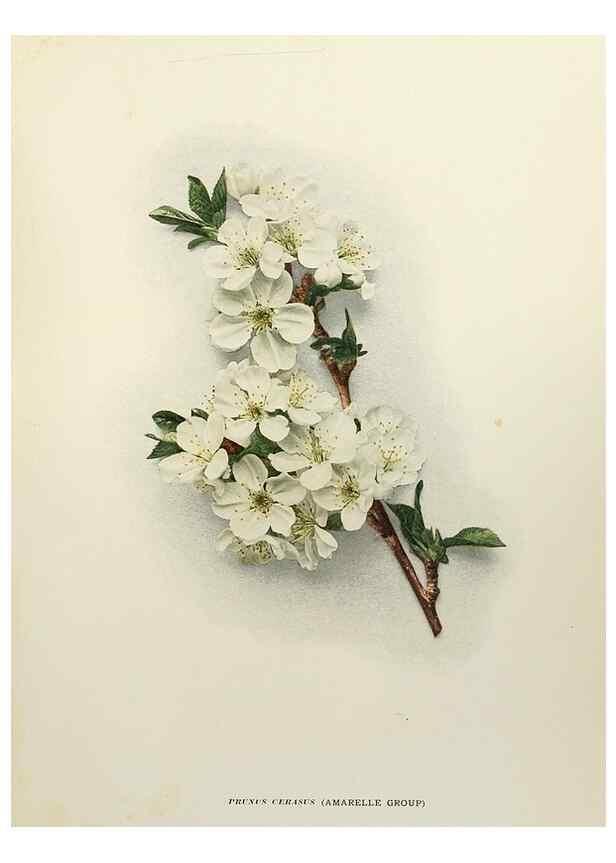 Reproducción/Reproduction 29211054453: The cherries of New York,. Albany,J. B. Lyon company, state printers,1915.