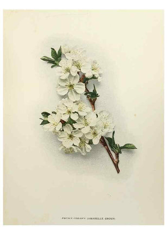 Reproducción/Reproduction 29211054453: The cherries of New York,. Albany,J. B. Lyon company, state printers,1915.