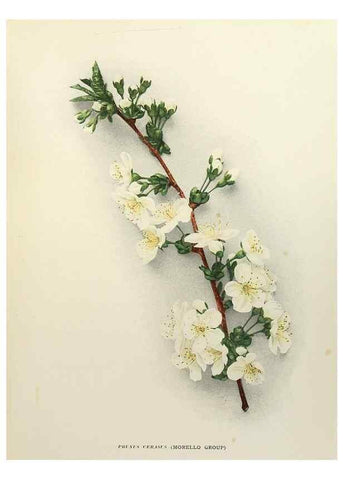 Reproducción/Reproduction 29754422381: The cherries of New York,. Albany,J. B. Lyon company, state printers,1915.