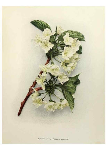 Reproducción/Reproduction 29724037202: The cherries of New York,. Albany,J. B. Lyon company, state printers,1915.