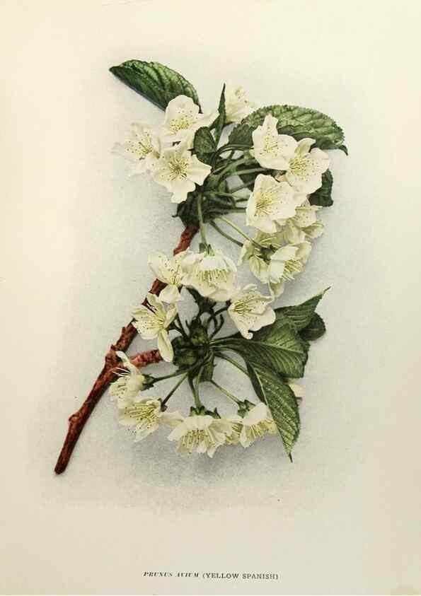 Reproducción/Reproduction 29724037202: The cherries of New York,. Albany,J. B. Lyon company, state printers,1915.