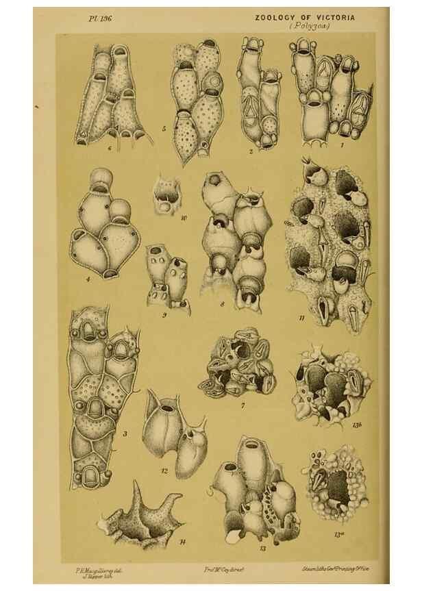 Reproducción/Reproduction 29472961421: Natural history of Victoria.. Melbourne,J.Ferres, government printer;1885-90.