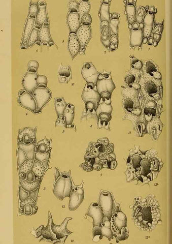 Reproducción/Reproduction 29472961421: Natural history of Victoria.. Melbourne,J.Ferres, government printer;1885-90.
