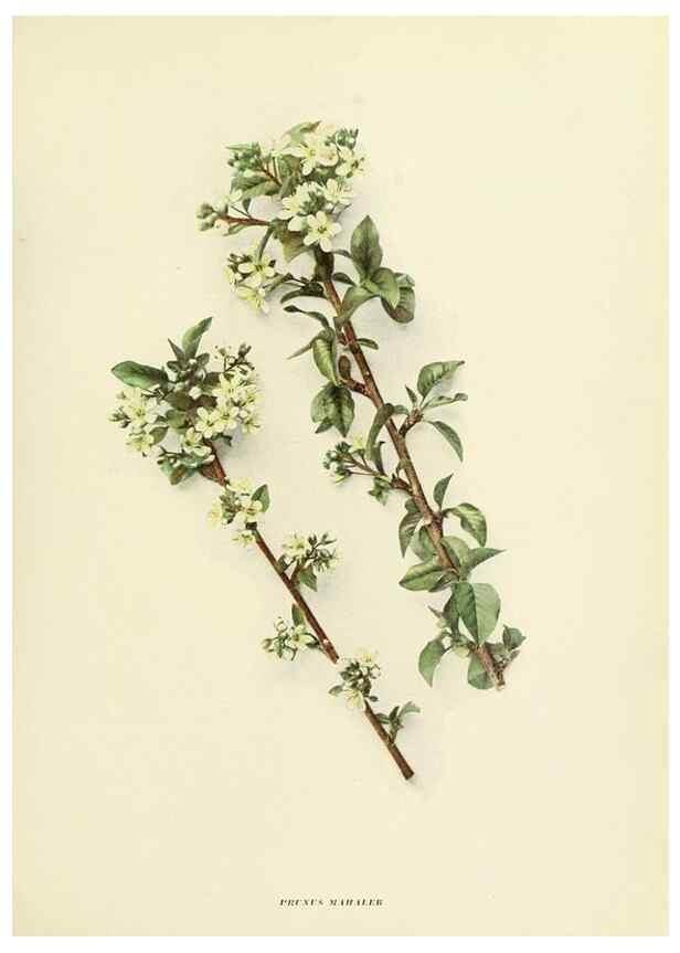 Reproducción/Reproduction 29755029931: The cherries of New York,. Albany,J. B. Lyon company, state printers,1915.