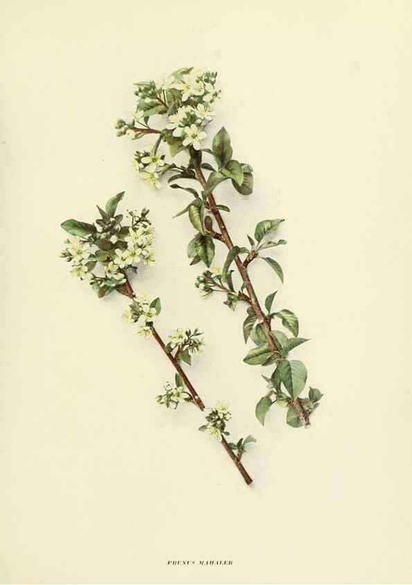 Reproducción/Reproduction 29755029931: The cherries of New York,. Albany,J. B. Lyon company, state printers,1915.
