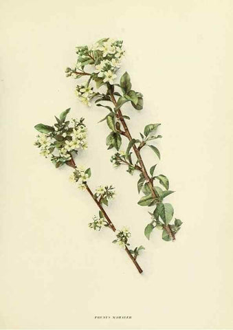 Reproducción/Reproduction 29755029931: The cherries of New York,. Albany,J. B. Lyon company, state printers,1915.