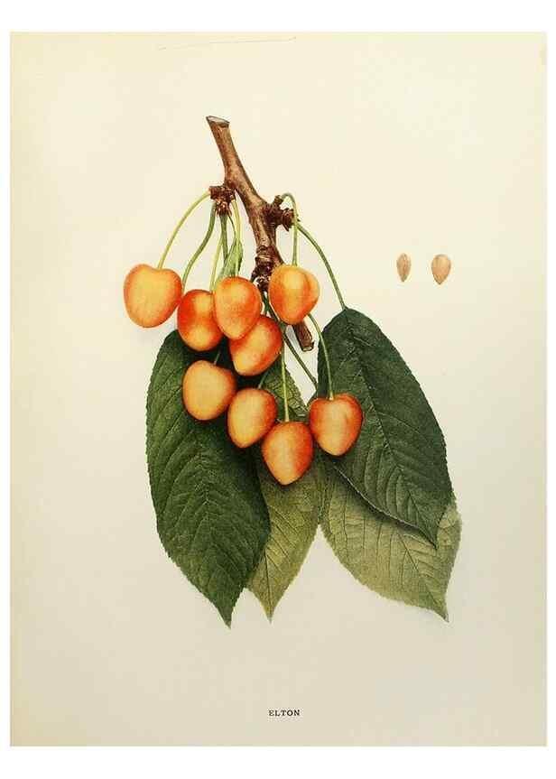 Reproducción/Reproduction 29801690026: The cherries of New York,. Albany,J. B. Lyon company, state printers,1915.