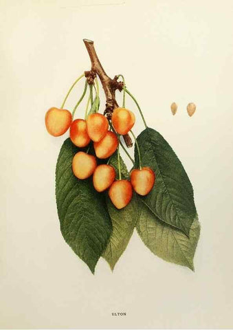 Reproducción/Reproduction 29801690026: The cherries of New York,. Albany,J. B. Lyon company, state printers,1915.