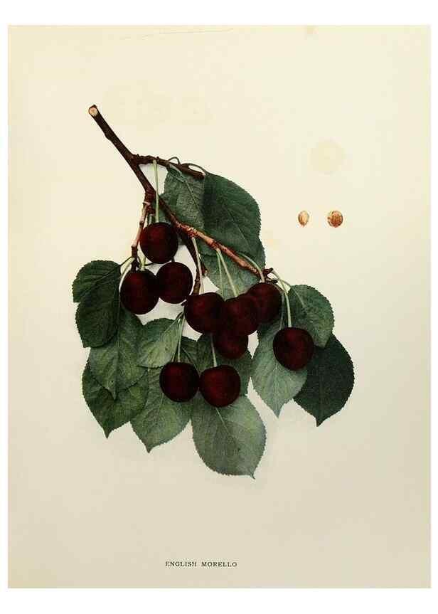Reproducción/Reproduction 29801693576: The cherries of New York,. Albany,J. B. Lyon company, state printers,1915.