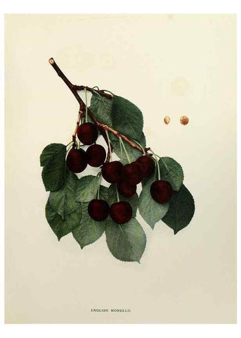 Reproducción/Reproduction 29801693576: The cherries of New York,. Albany,J. B. Lyon company, state printers,1915.