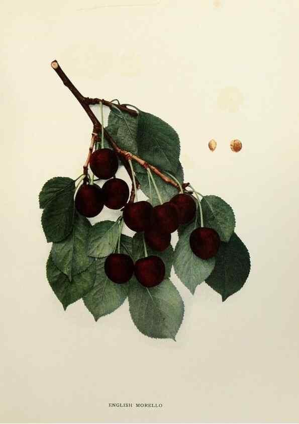 Reproducción/Reproduction 29801693576: The cherries of New York,. Albany,J. B. Lyon company, state printers,1915.