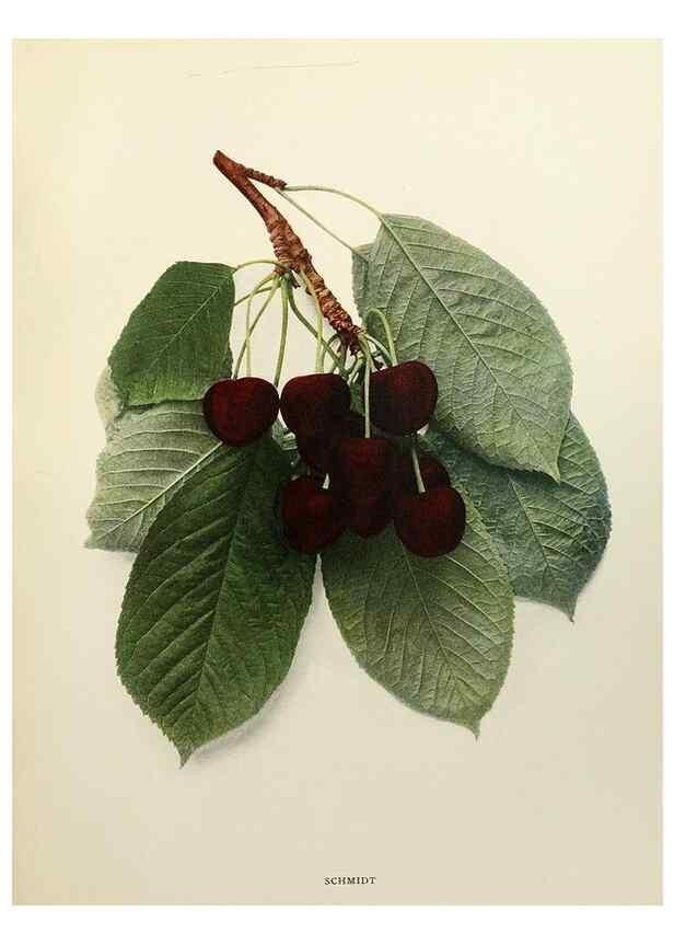 Reproducción/Reproduction 29724169632: The cherries of New York,. Albany,J. B. Lyon company, state printers,1915.