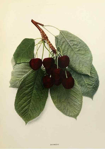 Reproducción/Reproduction 29724169632: The cherries of New York,. Albany,J. B. Lyon company, state printers,1915.