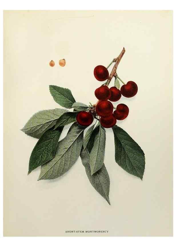 Reproducción/Reproduction 29544336250: The cherries of New York,. Albany,J. B. Lyon company, state printers,1915.