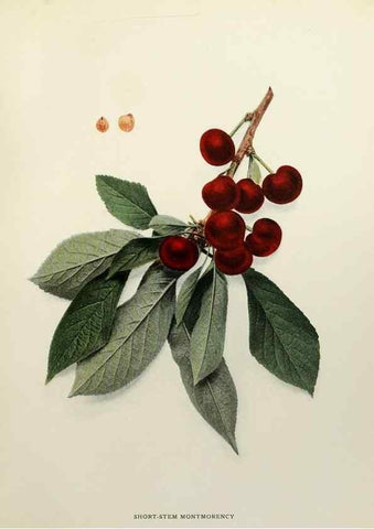 Reproducción/Reproduction 29544336250: The cherries of New York,. Albany,J. B. Lyon company, state printers,1915.