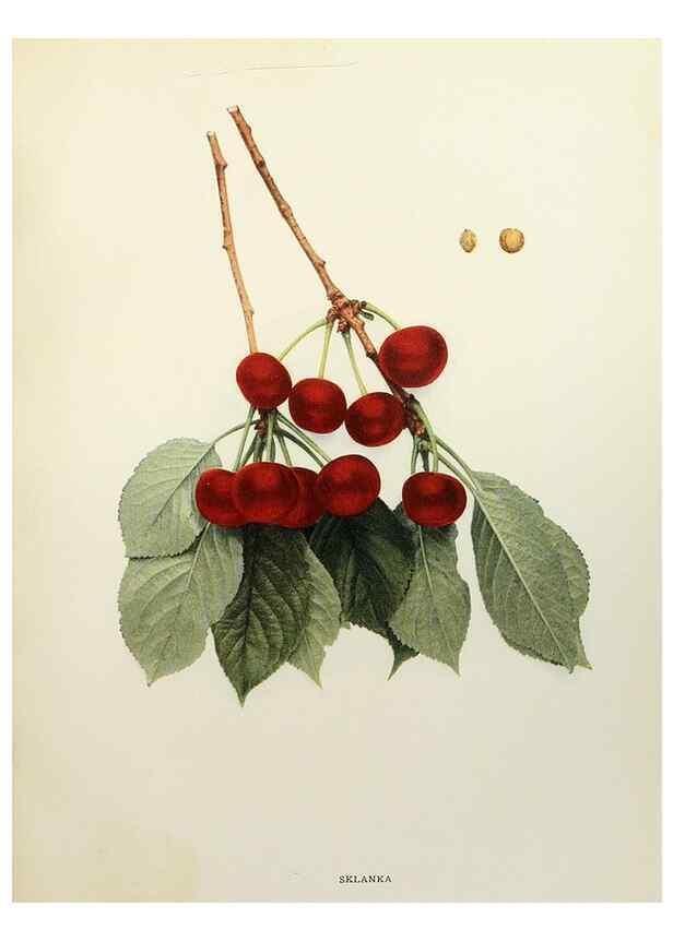 Reproducción/Reproduction 29544339290: The cherries of New York,. Albany,J. B. Lyon company, state printers,1915.