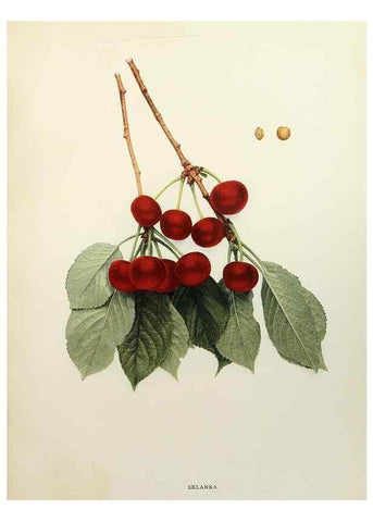 Reproducción/Reproduction 29544339290: The cherries of New York,. Albany,J. B. Lyon company, state printers,1915.