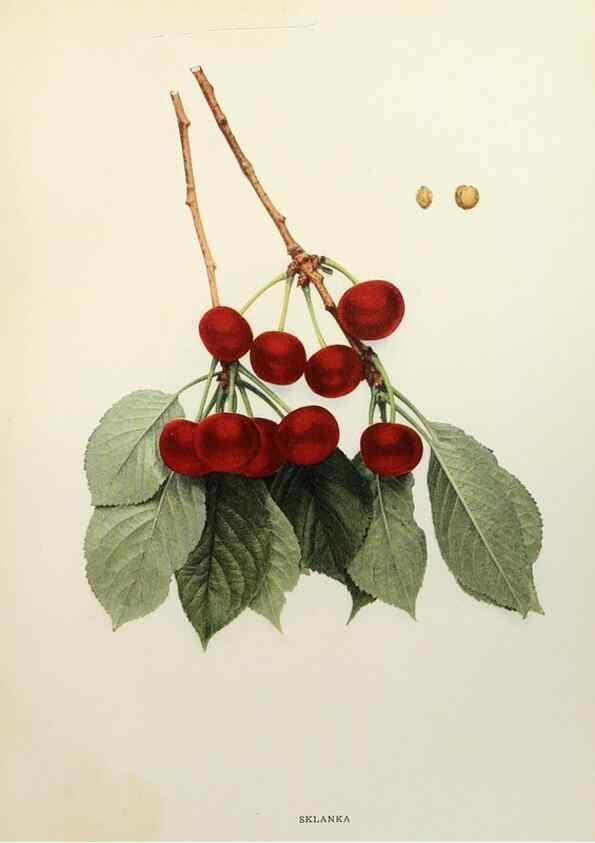 Reproducción/Reproduction 29544339290: The cherries of New York,. Albany,J. B. Lyon company, state printers,1915.