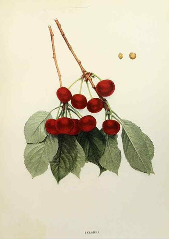 Reproducción/Reproduction 29544339290: The cherries of New York,. Albany,J. B. Lyon company, state printers,1915.
