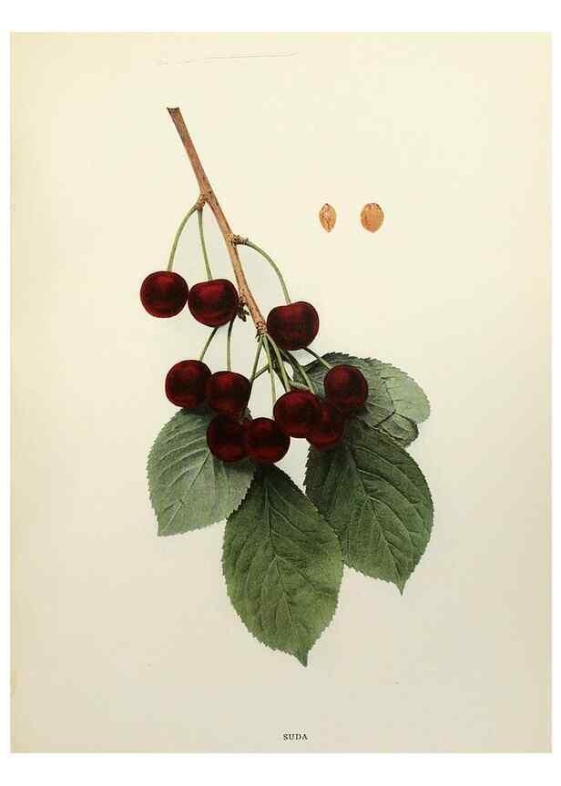 Reproducción/Reproduction 29544343570: The cherries of New York,. Albany,J. B. Lyon company, state printers,1915.
