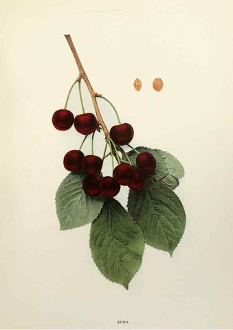 Reproducción/Reproduction 29544343570: The cherries of New York,. Albany,J. B. Lyon company, state printers,1915.