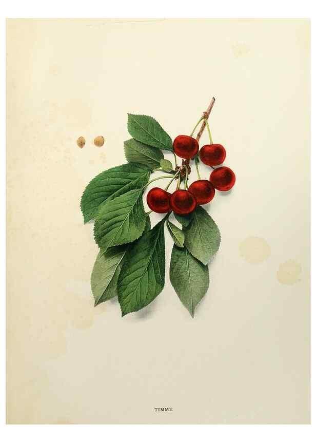Reproducción/Reproduction 29209835544: The cherries of New York,. Albany,J. B. Lyon company, state printers,1915.