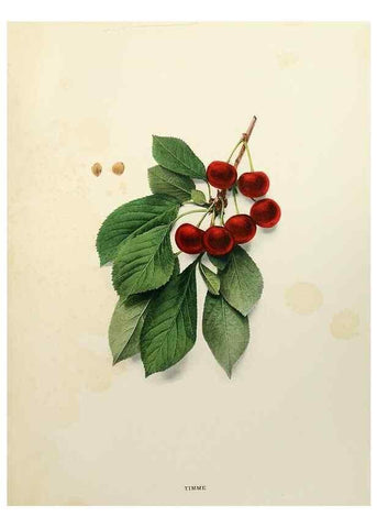 Reproducción/Reproduction 29209835544: The cherries of New York,. Albany,J. B. Lyon company, state printers,1915.
