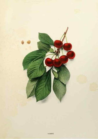 Reproducción/Reproduction 29209835544: The cherries of New York,. Albany,J. B. Lyon company, state printers,1915.
