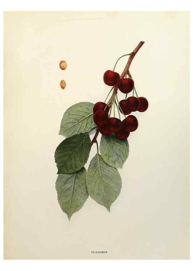 Reproducción/Reproduction 29209838674: The cherries of New York,. Albany,J. B. Lyon company, state printers,1915.
