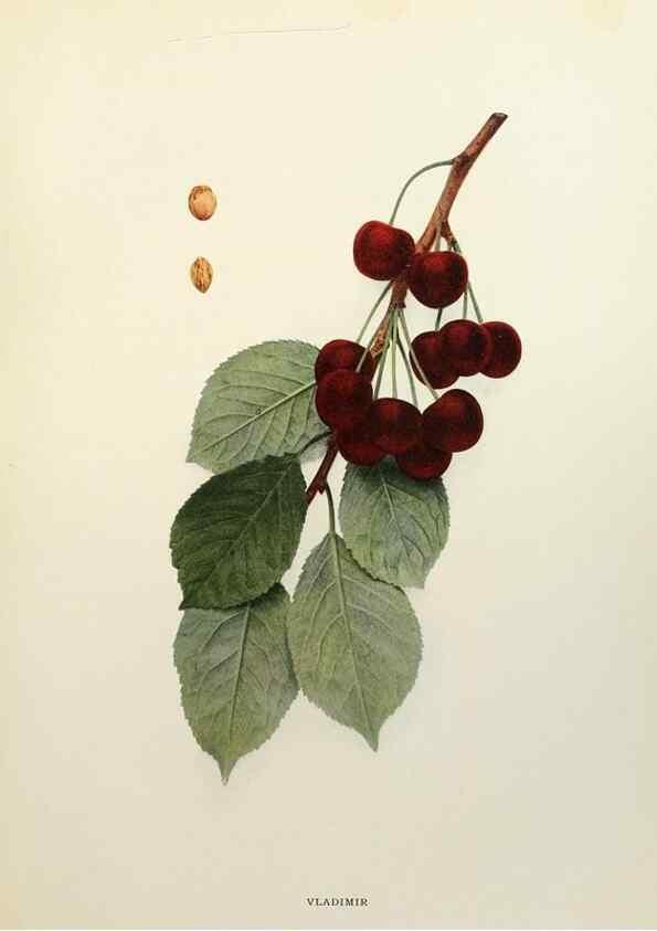 Reproducción/Reproduction 29209838674: The cherries of New York,. Albany,J. B. Lyon company, state printers,1915.
