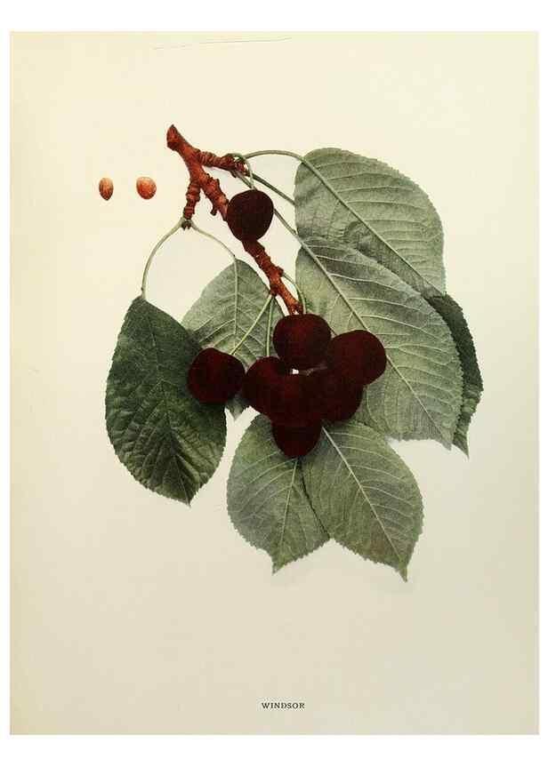 Reproducción/Reproduction 29209841724: The cherries of New York,. Albany,J. B. Lyon company, state printers,1915.