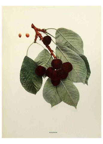 Reproducción/Reproduction 29209841724: The cherries of New York,. Albany,J. B. Lyon company, state printers,1915.